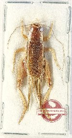 Gryllidae sp. 5 (A-)
