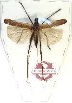 Scientific lot no. 81 Orthoptera (1 pc A2)