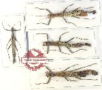 Scientific lot no. 48 Phasmidae (4 pcs A-, A2)