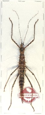Phasmidae sp. 97