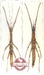 Scientific lot no. 49 Phasmidae (2 pcs)