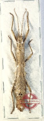 Pylaemenes sp. 5 (A-)