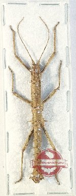 Pylaemenes sp. 5 (5 pcs)