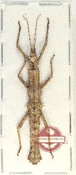 Pylaemenes sp. 6 (A-)