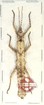 Pylaemenes sp. 6
