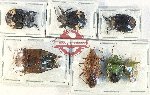 Scientific lot no. 1555 Heteroptera (Pentatomidae) (7 pcs A2)