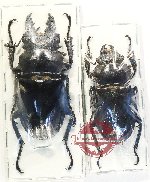 Scientific lot no. 39 Lucanidae (2 pcs)