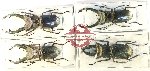 Scientific lot no. 51 Lucanidae (Cyclomatus truncatus) (4 pcs A-)