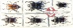 Scientific lot no. 36 Lucanidae (6 pcs)