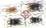 Scientific lot no. 65 Lucanidae (4 pcs)