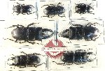 Scientific lot no. 57 Lucanidae (7 pcs - 3 pcs A2)