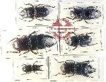 Scientific lot no. 56 Lucanidae (6 pcs)