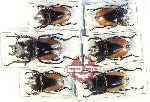 Scientific lot no. 55 Lucanidae (6 pcs - 1 pc A2)