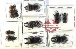 Scientific lot no. 50 Lucanidae (11 pcs)