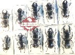 Scientific lot no. 40 Lucanidae (Dorcus spp.) (10 pcs - 1 pc A2)
