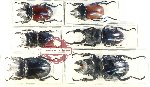 Scientific lot no. 67 Lucanidae (6 pcs - 2 pcs A2)
