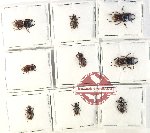 Scientific lot no. 46 Lucanidae (Aegus spp.) (9 pcs)