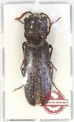 Elateridae sp. 52
