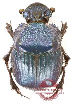 Phanaeus sp. 1