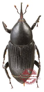 Rhynchophorus sp. 1