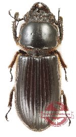 Passalidae sp. 49 (5 pcs)