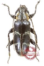 Tmesisternus politus politus (A2)