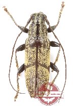 Tmesisternus sp. 32