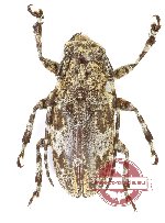 Lamiinae sp. 88 (A2)