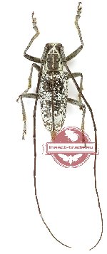 Epepeotes lugubris (A2)