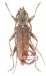 Allotraeus sp. 2