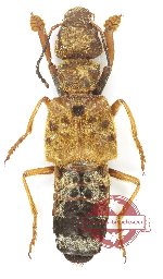 Staphylinidae sp. 26