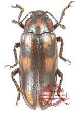 Erotylidae sp. 37 (5 pcs)