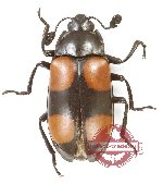 Erotylidae sp. 39 (5 pcs)