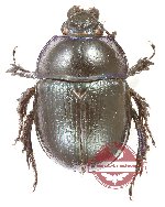 Anoplotrupes stercorosus (10 pcs)
