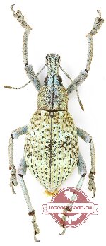 Rhinoscapha sp. 35 (A2)