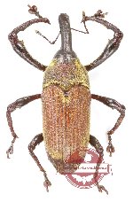 Curculionidae sp. 191