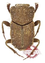 Drepanocerus sp. 2