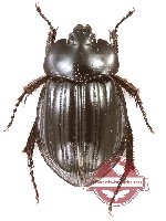 Hybosorinae sp. 12