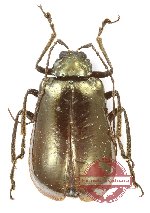 Chrysomelidae sp. 87