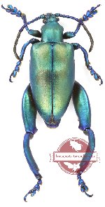 Sagra sp. 5