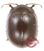 Chrysomelidae sp. 90