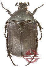 Cetonia (s.str.) funeraria (A2)