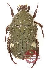 Glycyphana (Glycyphaniola) brunnipes