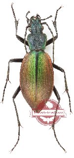 Ceroglossus buqueti chiloensis (A2)