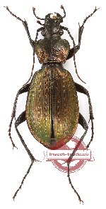 Carabus (Sphodristocarabus) varians armeniacus