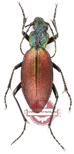 Ceroglossus chilensis jaffrezici Jiroux, 2006