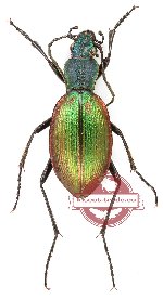 Ceroglossus buqueti sybarita