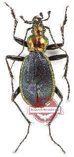 Carabus (Chaetocarabus) arcadicus