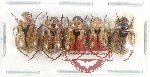 Scientific lot no. 425 Rutelinae (5 pcs)