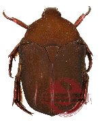 Protaetia (Macroprotaetia) milani (5 pcs)